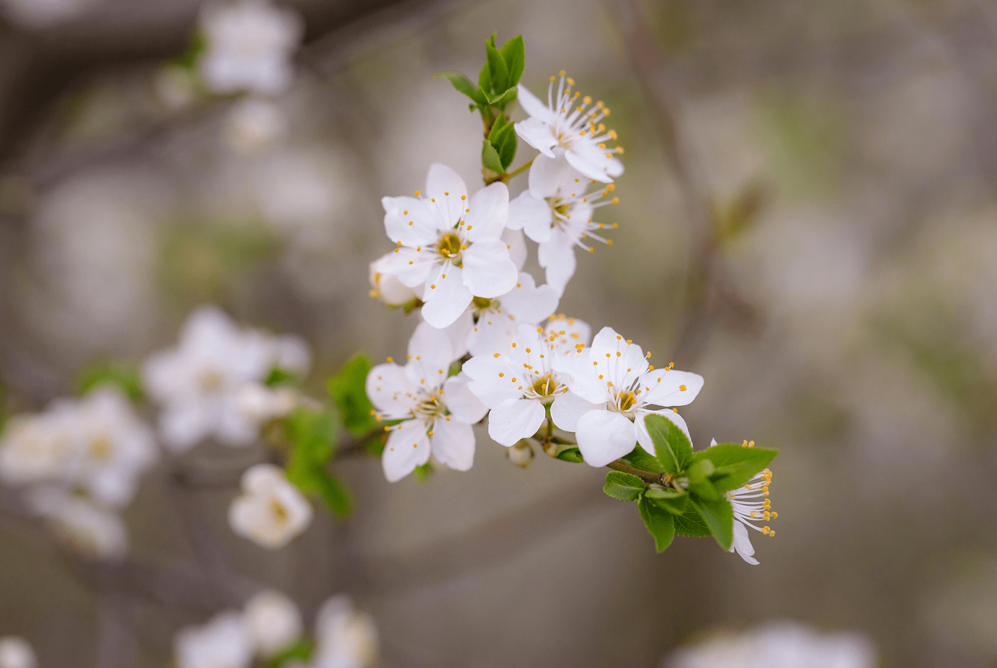 Close-up of white blossoms on a tree branch with green leaves.