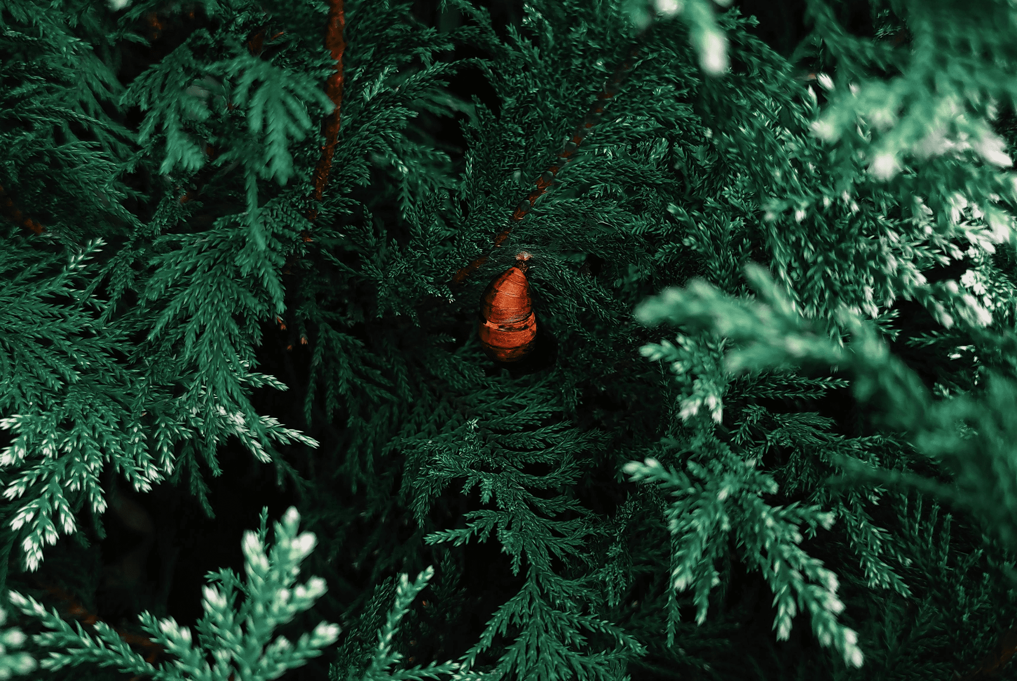 A small pine cone nestled in dense green foliage.